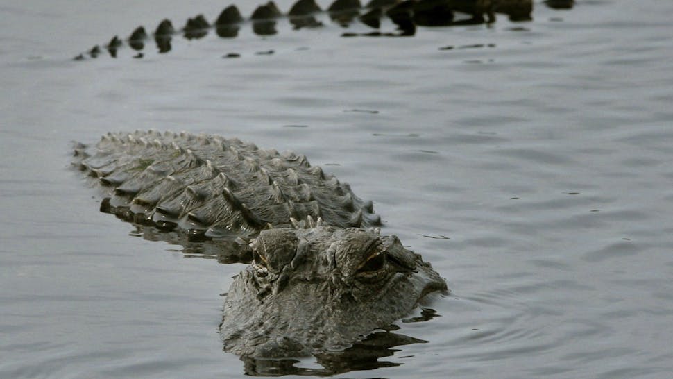 Alligator An aligator surfaces in a pond near located near the Space Shuttle Discovery as it sits on launch pad 39b at Kennedy Space Center December 8, 2006 in Cape Canaveral, Florida.