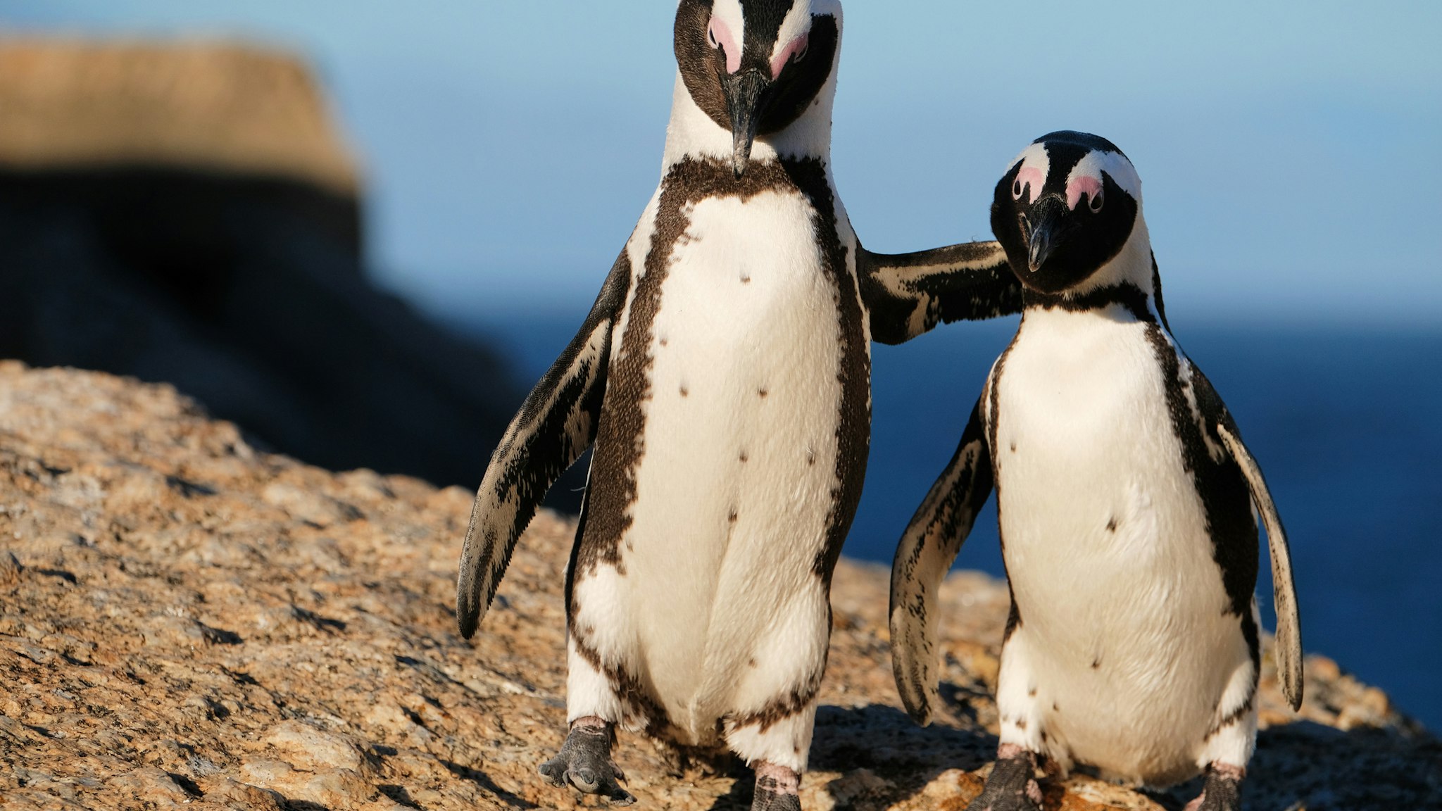 Two african penguins hugging on rock at Boulders Beach in Simon's Town, Cape Town, South Africa.