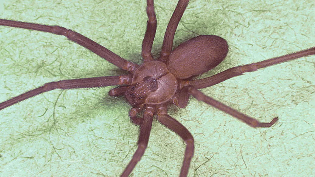 Woman Has Venomous Spider Removed From Inside Ear