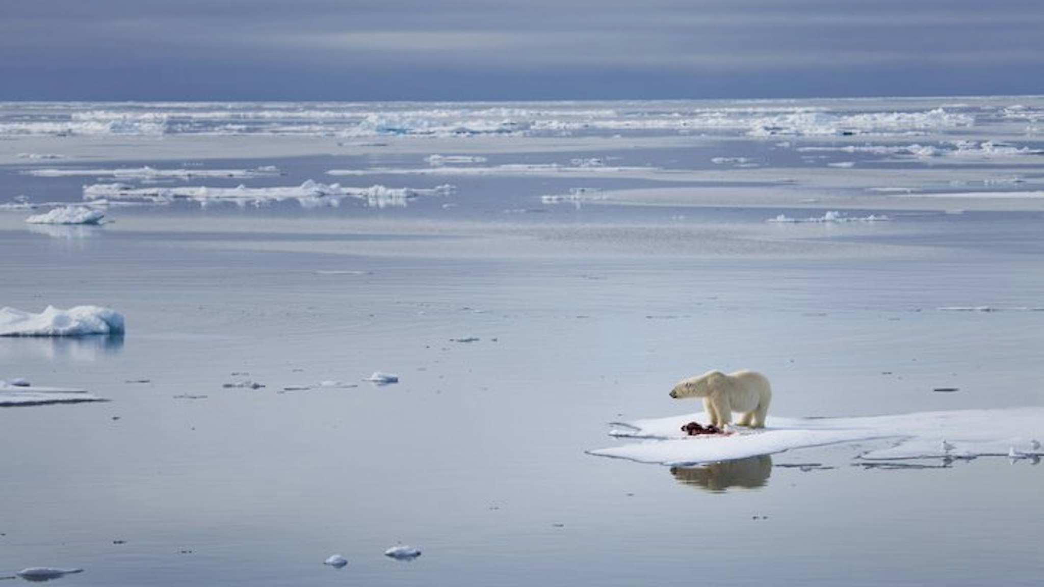 A polar bear on a floating piece of ice.