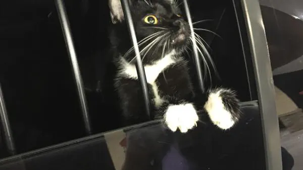 Homeowner Hears ‘Suspicious Noises.’ It Turns Out To Be A Literal Cat Burglar.