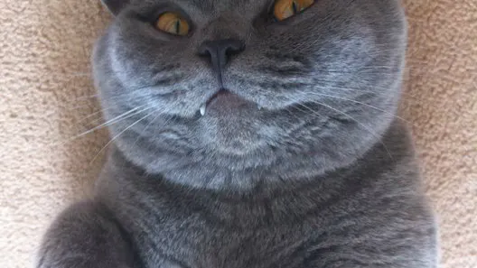 Your Cat May Be Plotting to Kill You.