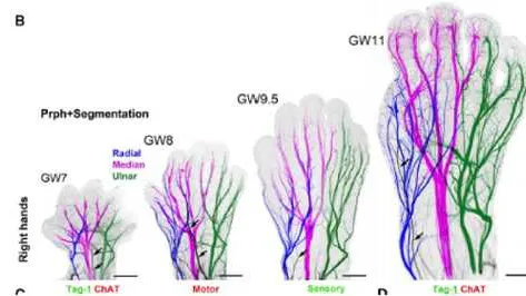Study: ‘Adult-Like’ Nerves Developing In 1st Trimester