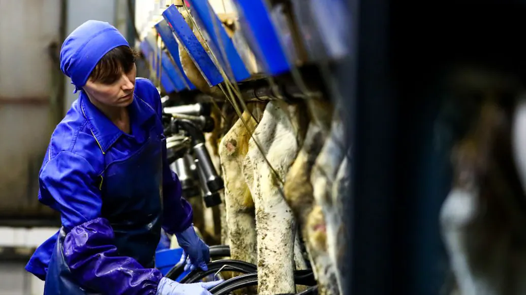 Report: NY University Gender Studies Department Publishes Paper Saying Milking Cows Is Like Sexual Abuse