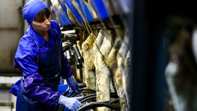 Woman milking cows in an industrial dairy