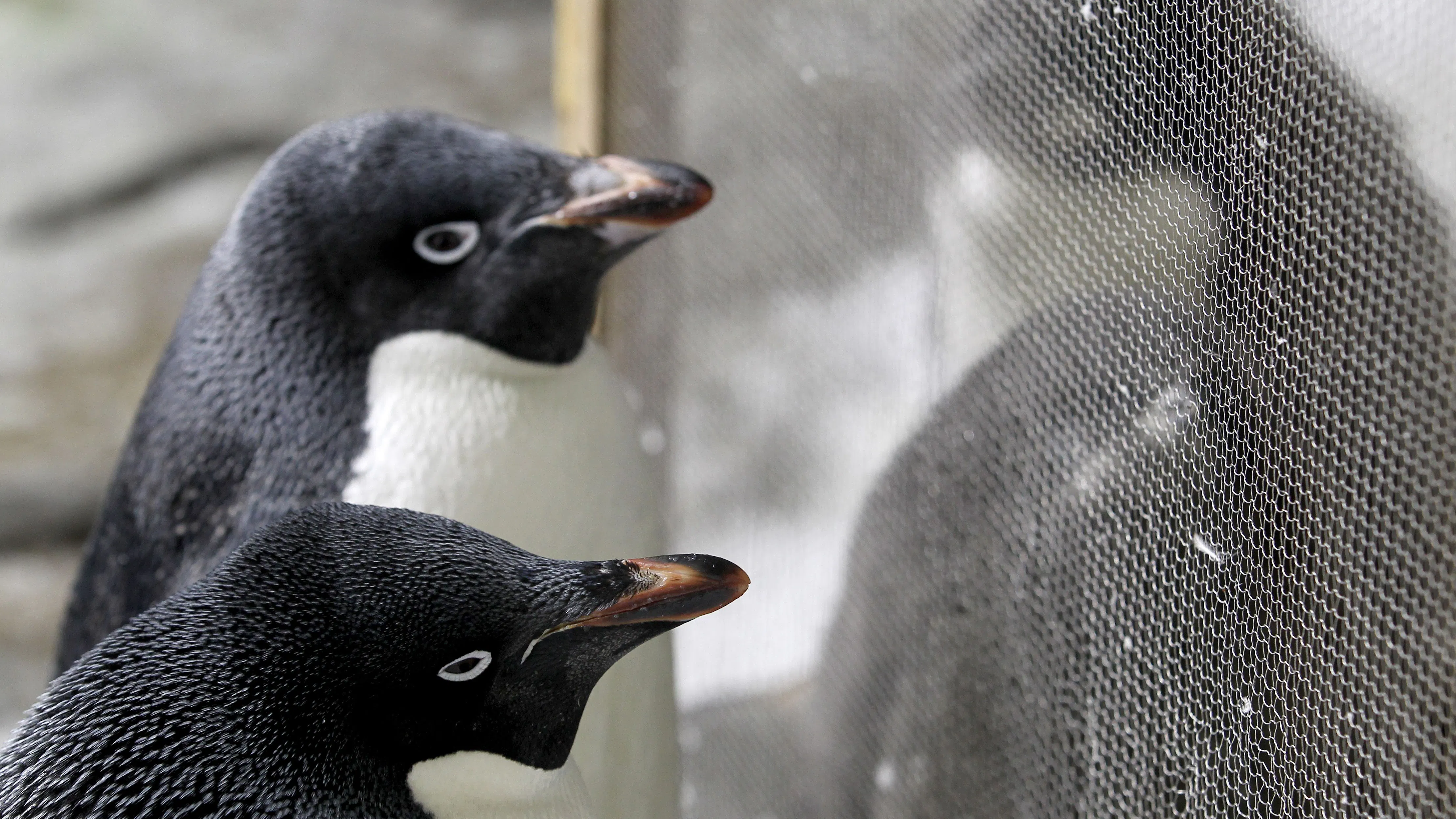 NBC Is Using Animals To Push The LGBT Agenda. Here Are 5 Abhorrent Animal Behaviors Humans Shouldn’t Emulate