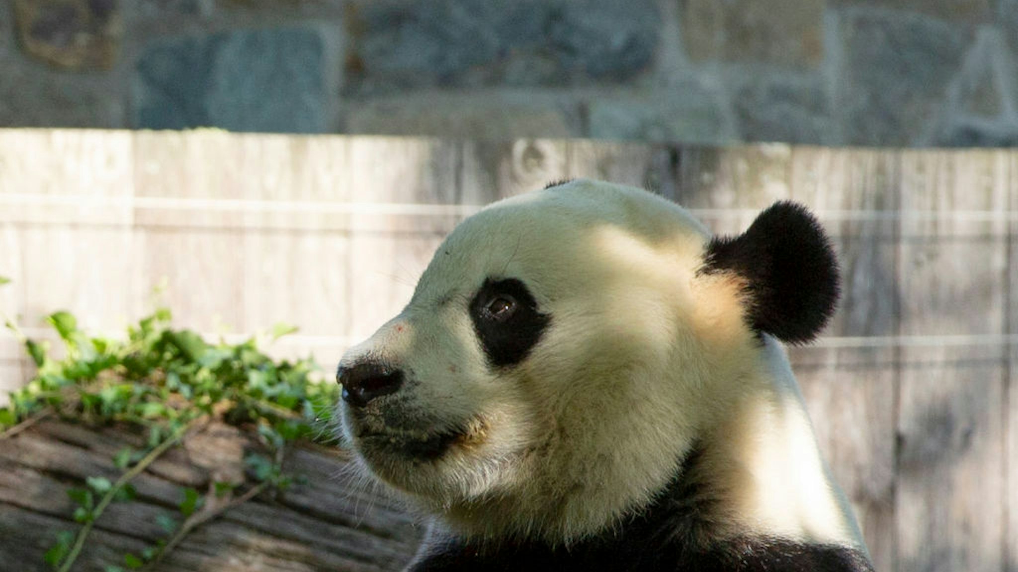 Giant panda Bei Bei eats his frozen 4th birthday cake at the Smithsonian National Zoo in Washington, DC, on August 22, 2019.