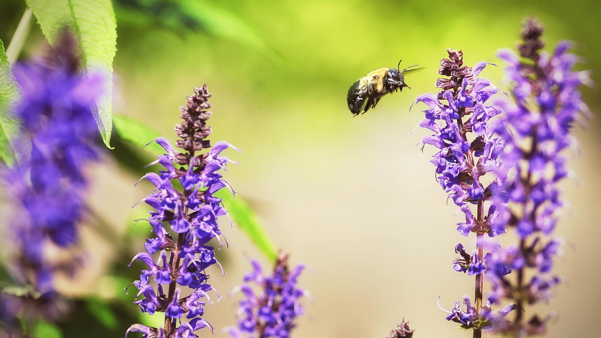Quigley’s Bee in Babylon