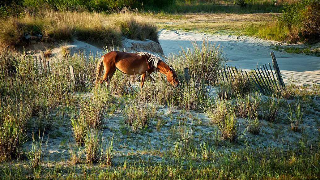 Don’t Worry, The Wild Horses Of The Outer Banks Will Be Okay During Hurricane Dorian