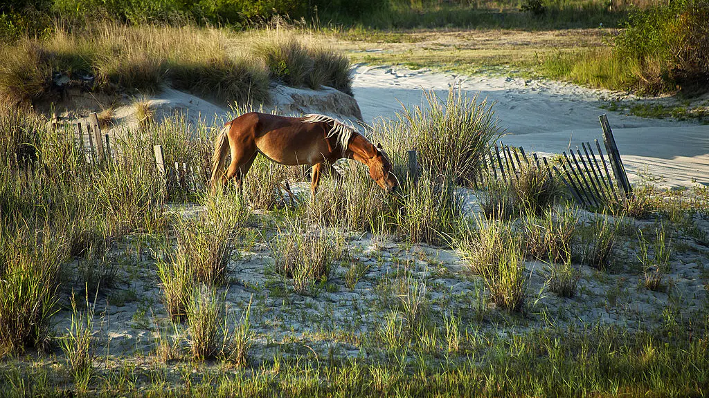 Don’t Worry, The Wild Horses Of The Outer Banks Will Be Okay During Hurricane Dorian