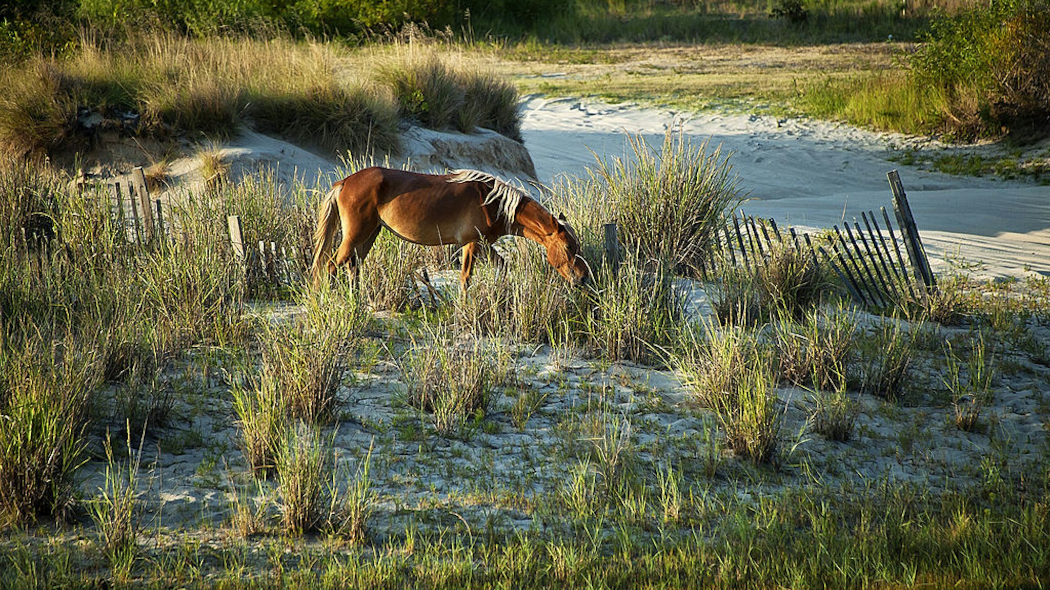 A wild Spanish mustang on a dune.