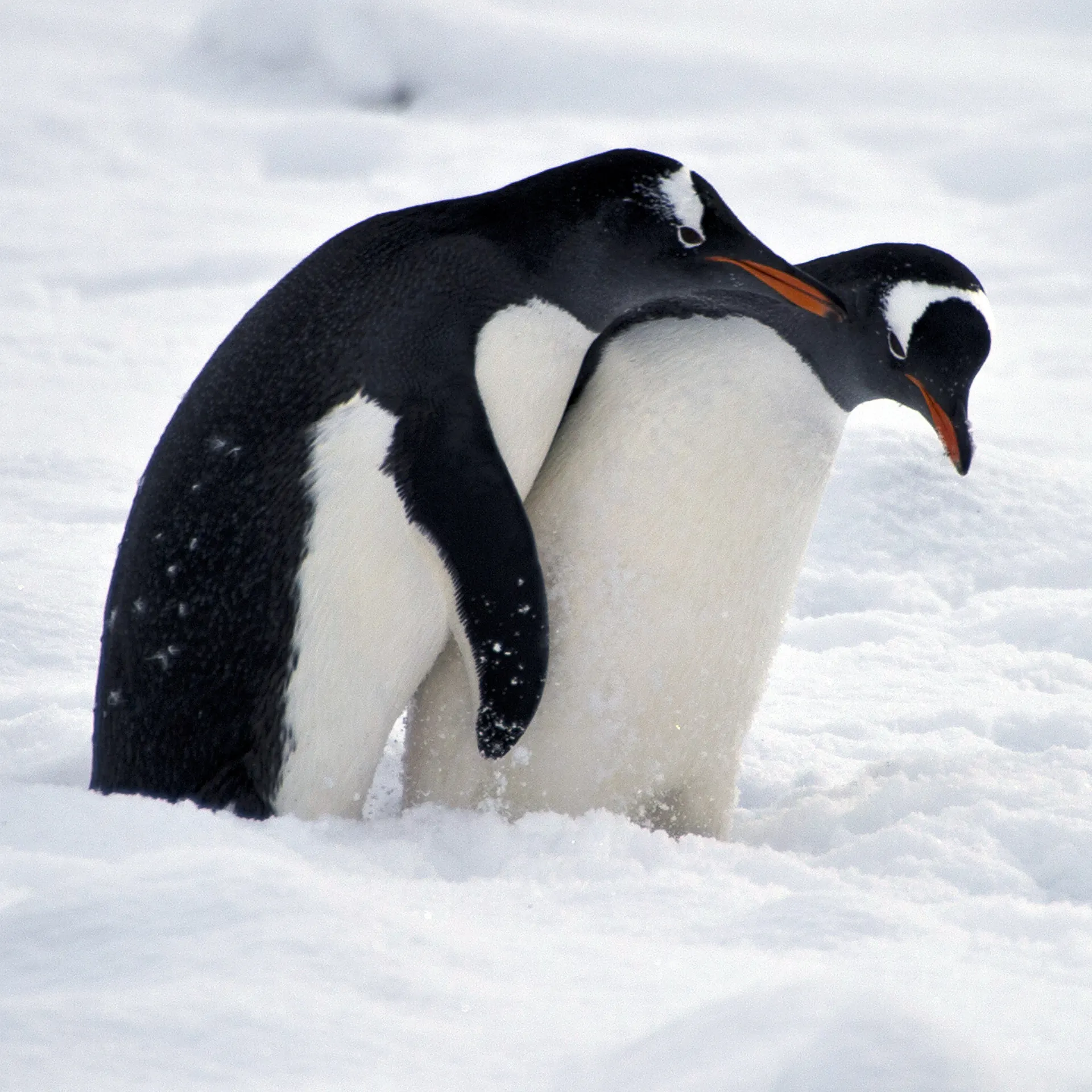They’re Turning The Frickin’ Penguins Gay