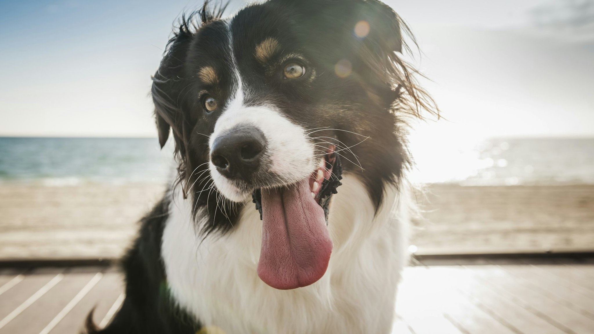 Dog on windy boardwalk - stock photo