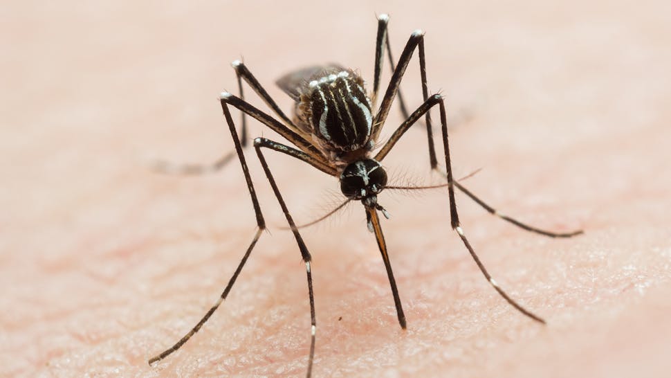 Aedes aegypti biting human skin Frontal close-up of an yellow-fever mosquito sucking blood, known vector of zika virus, chikungunya, yellow fever and dengue.