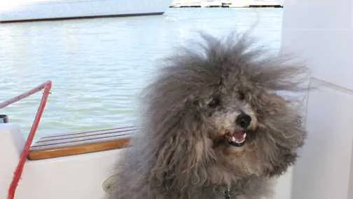 Michael Savage Violently Attacked At SF Restaurant