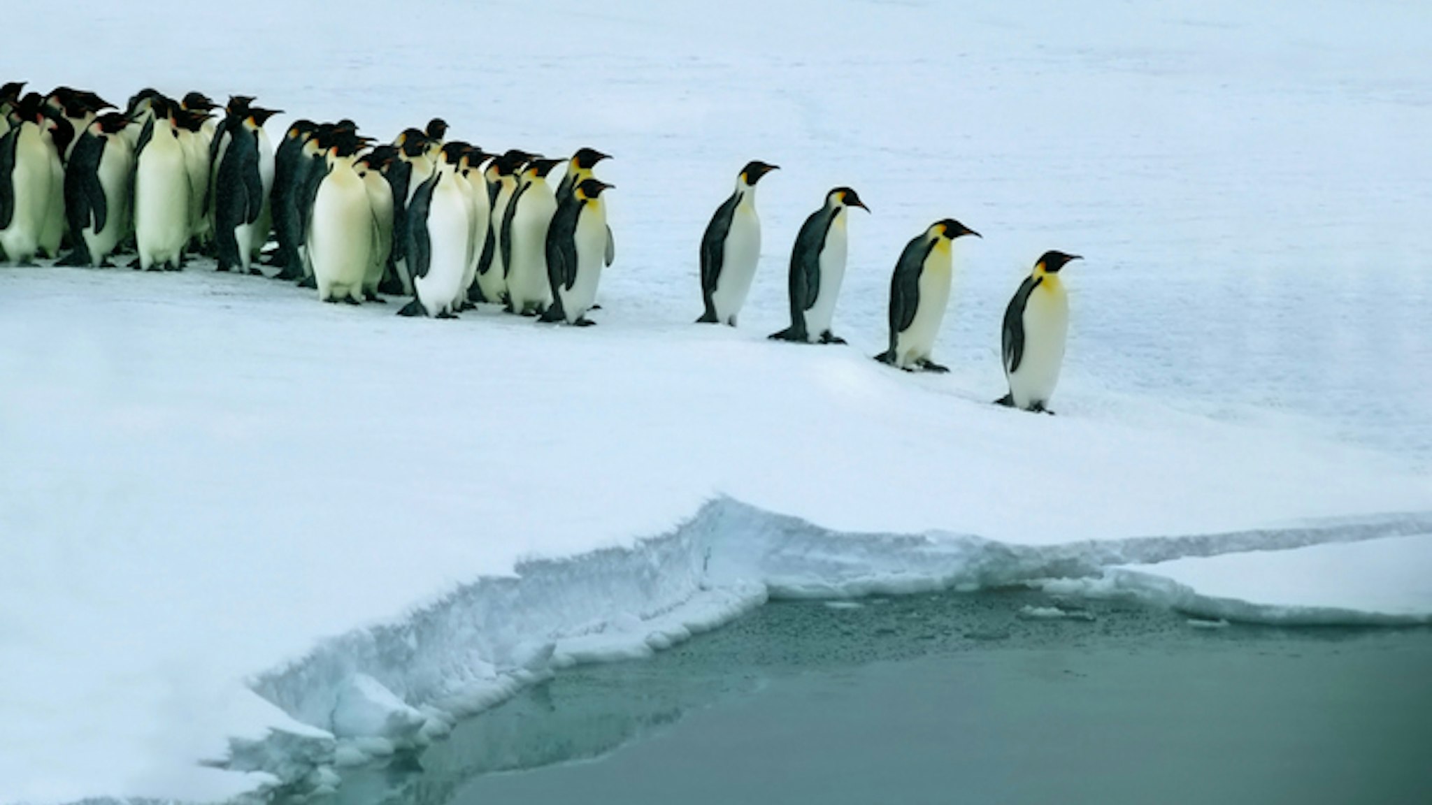Emperor penguins, (Aptenodytes forsteri), form a queue before entering the water to reduce risk of being attacked by leopard seals as they enter the water, Weddel Sea, Antarctica.