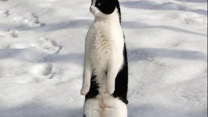 Move Over Caitlyn Jenner, This Woman Identifies As A Cat