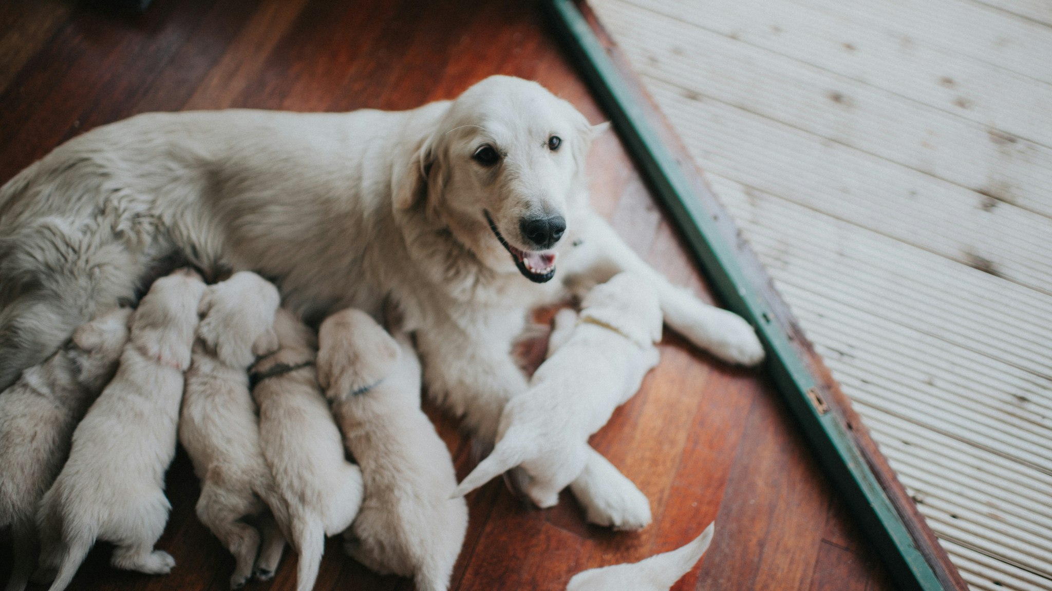 Beautiful golden retriever bitch with her large litter of sucking puppies.