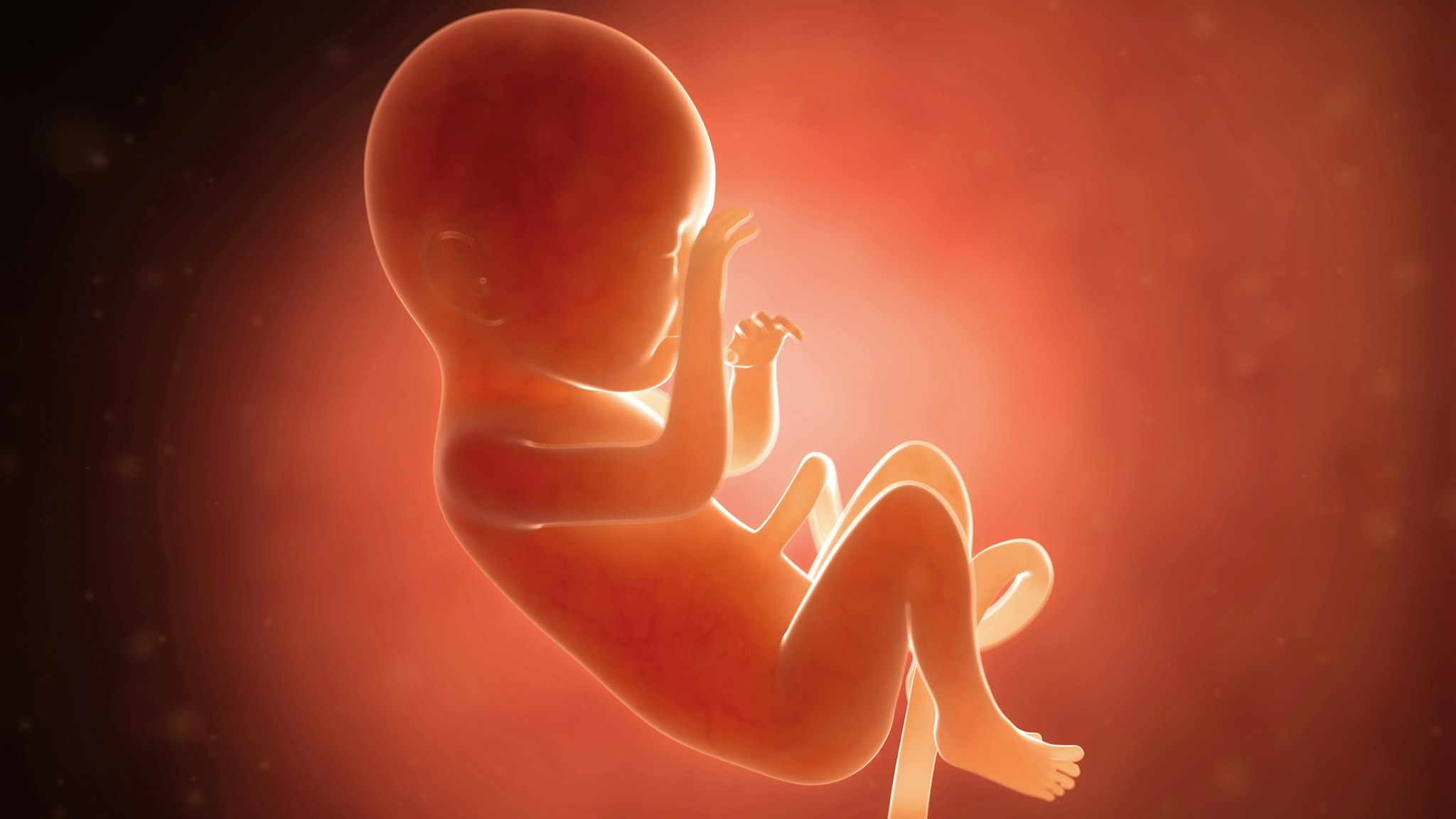 Human fetus at 7 months, computer illustration.