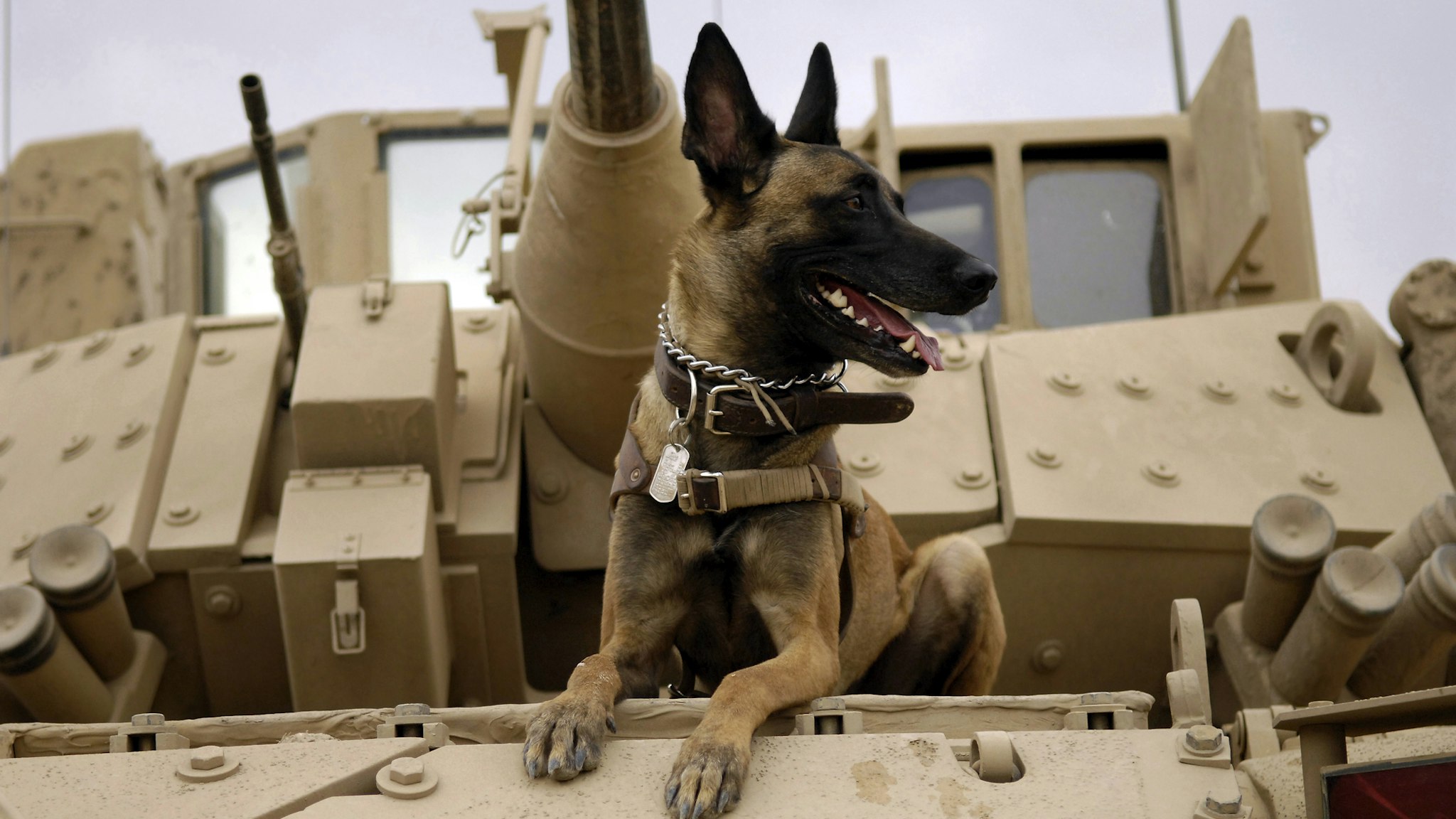 U.S. Air Force military working dog sits on a U.S. Army M2A3 Bradley Fighting Vehicle before heading out on a mission in Kahn Bani Sahd, Iraq, February 13, 2007, with his handler, of the 732nd Expeditionary Security Forces Squadron.