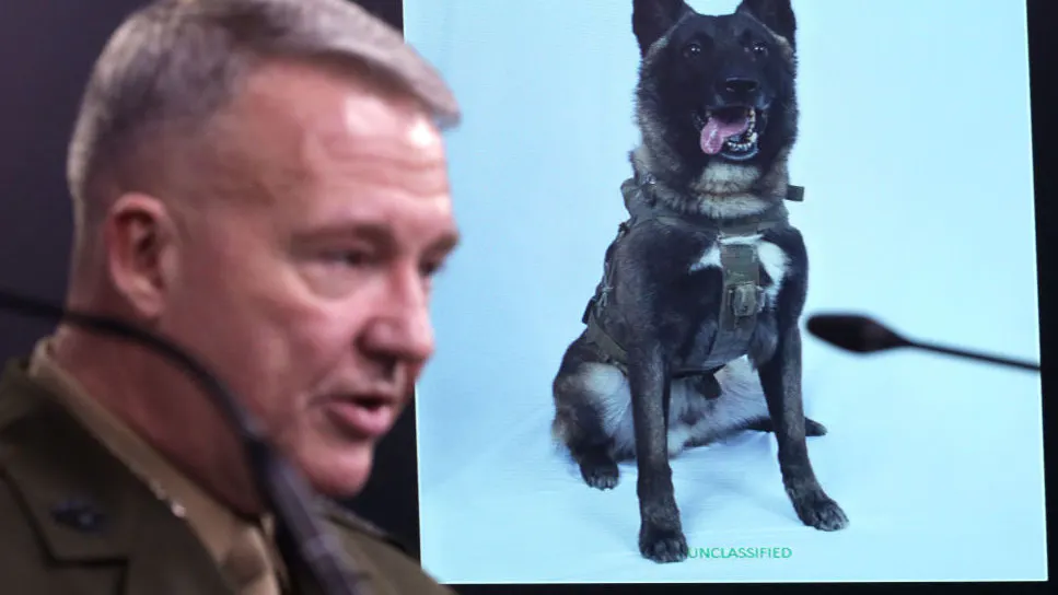 KNOWLES: The Strategic Reason That Makes Hero Dog So Special