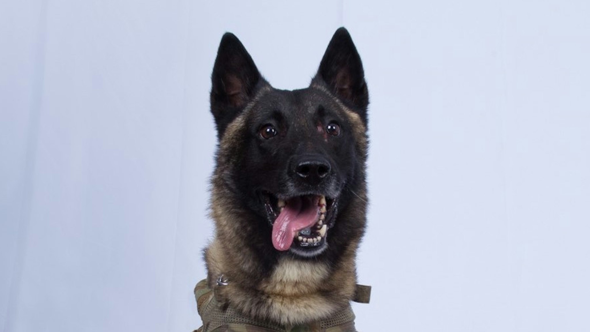 The military working dog who sustained minor injuries during the raid has returned to duty.