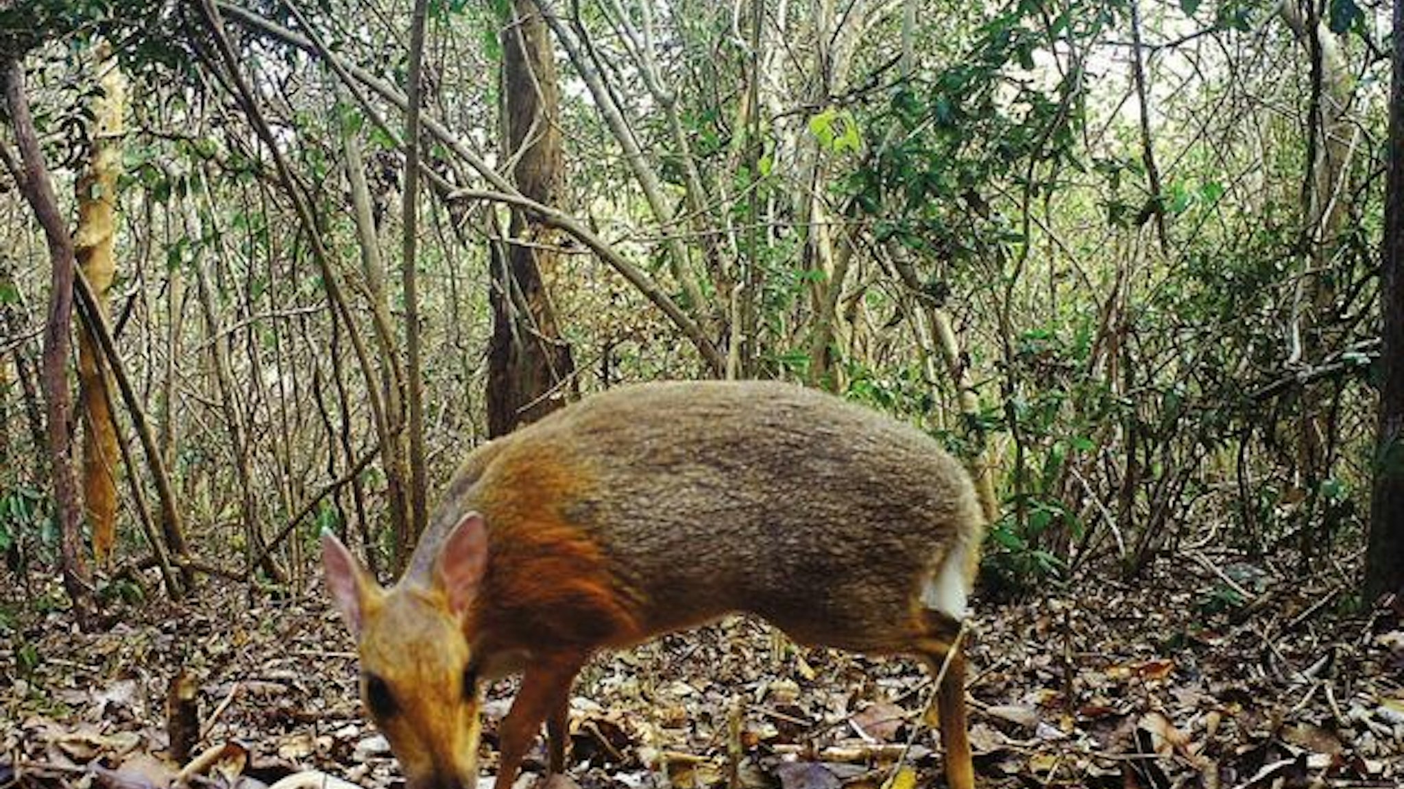 Miniature 'Fanged' Deer-Like Mammal Long Thought Extinct Rediscovered In Vietnam