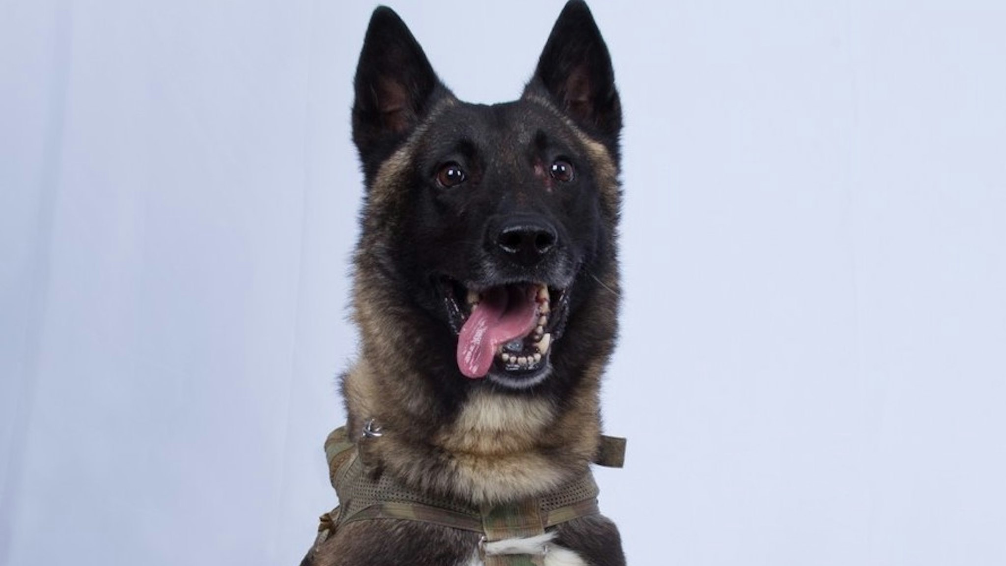 DOD Photo. The military working dog who sustained minor injuries during the raid has returned to duty.