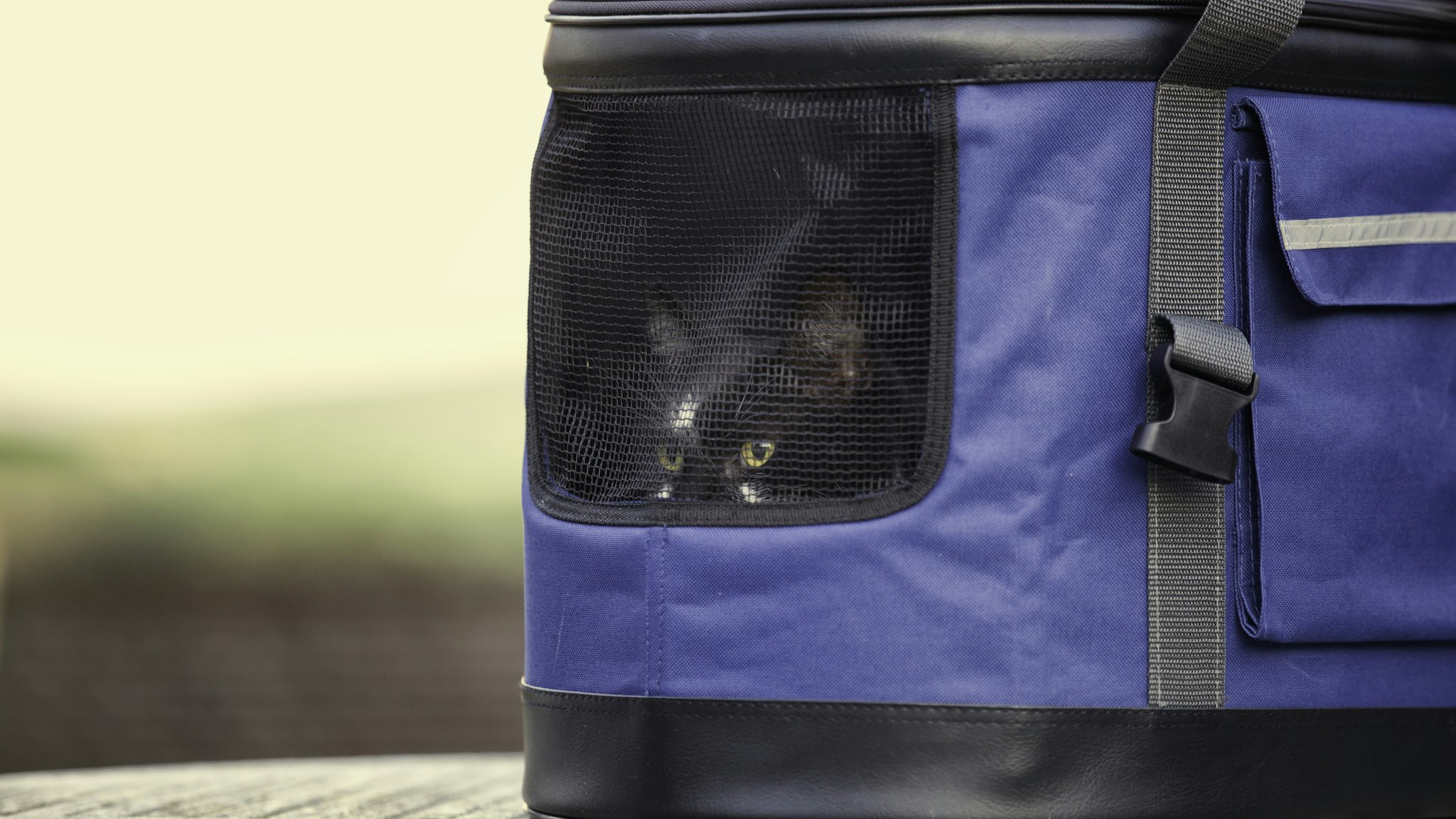 Cat arrives at new home in a pet carrier - stock photo