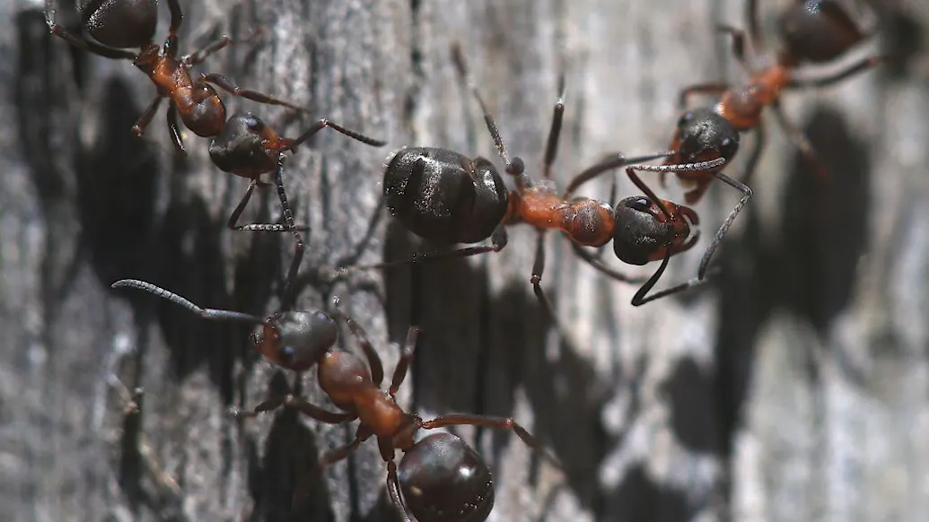 One Million Cannibal Ants Have Escaped A Soviet-Era Bunker