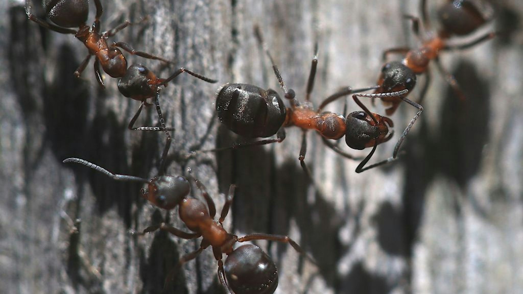 Close-up of red wood ants at Catacik Forests in Mihaliccik district of Turkey's Eskisehir province on July 25, 2019.