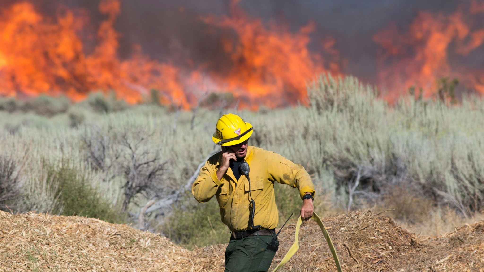 A firefighter maneuvers a hose at the Blue Cut wildfire in Wrightwood, California on August 17, 2016. A rapidly spreading fire raging east of Los Angeles forced the evacuation of more than 82,000 people as the governor of California declared a state of emergency. / AFP / JONATHAN ALCORN (Photo credit should read JONATHAN ALCORN/AFP via Getty Images)