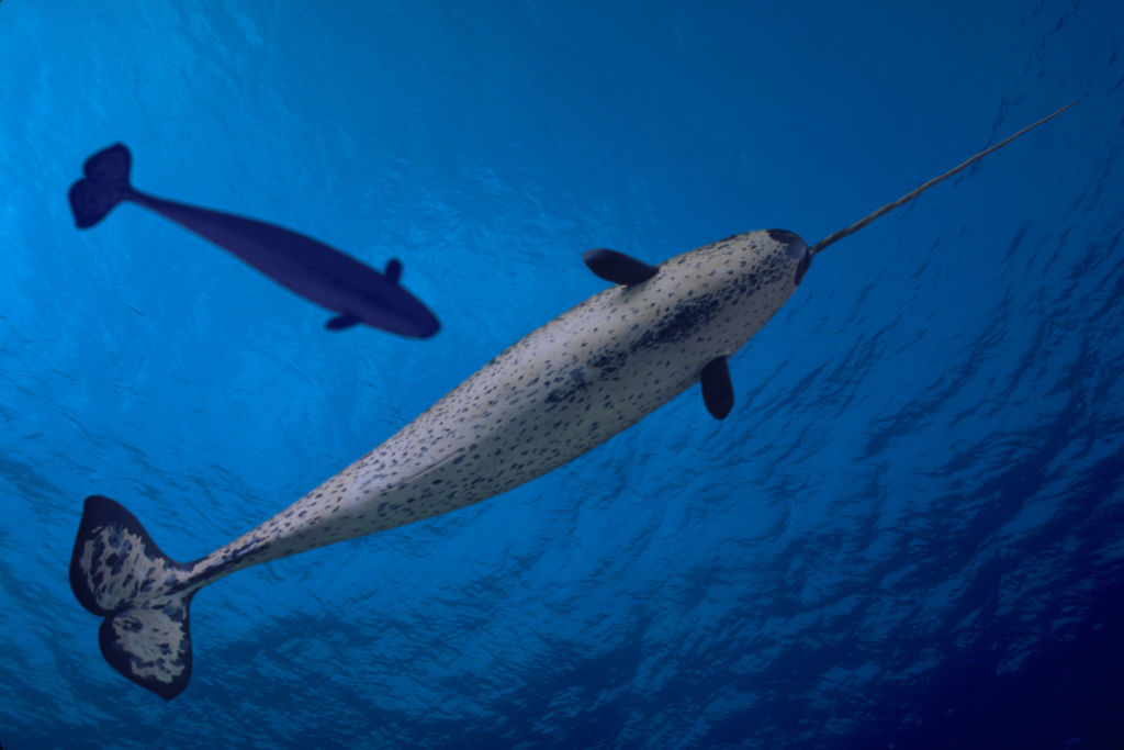 Hero Uses Narwhal Tusk To Defend Against London Terrorist Attack The   GettyImages 635826890 