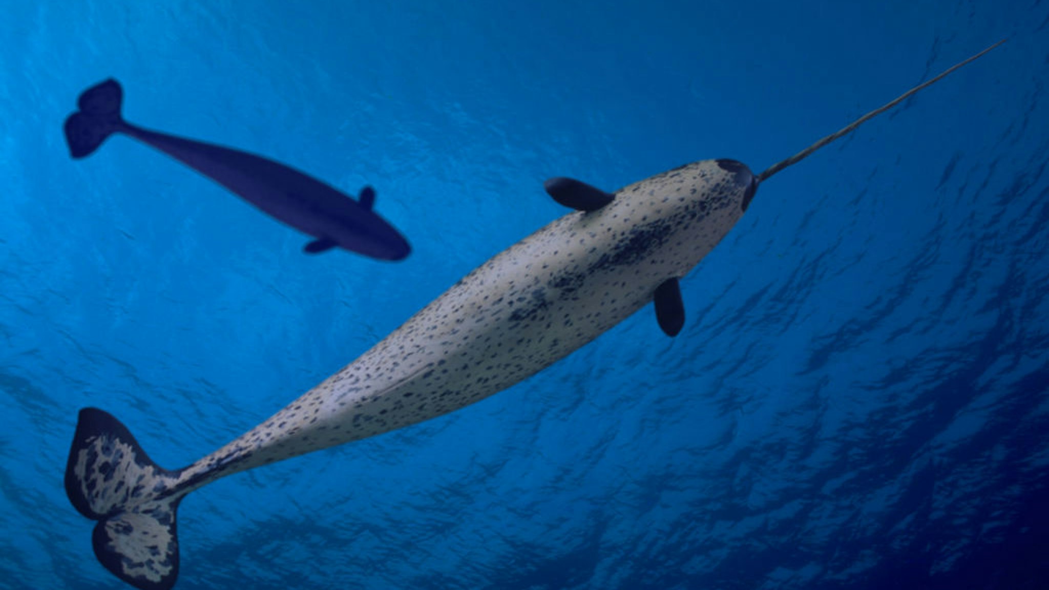 The image of the male and female narwhal Monodon monoceros have been digitally created and then added to this underwater image of the oceans surface.