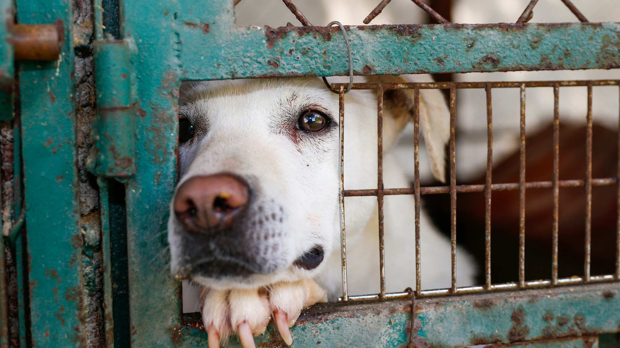 A mixed-breed dog looking sad behind a fence in a dog shelter in Mexico City - stock photo