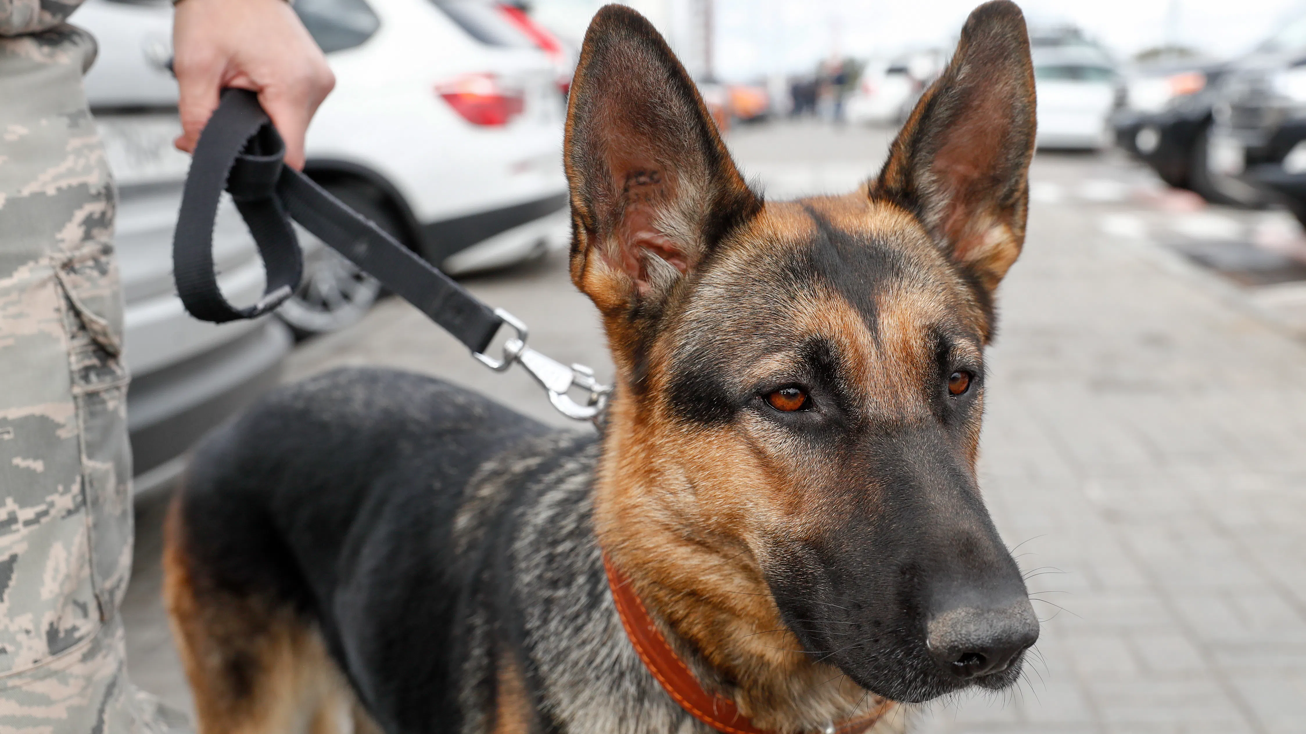 U.S. Stops Sending Bomb-Sniffing Dogs To Jordan, Egypt After Ten Percent Of Dogs Die From Mistreatment