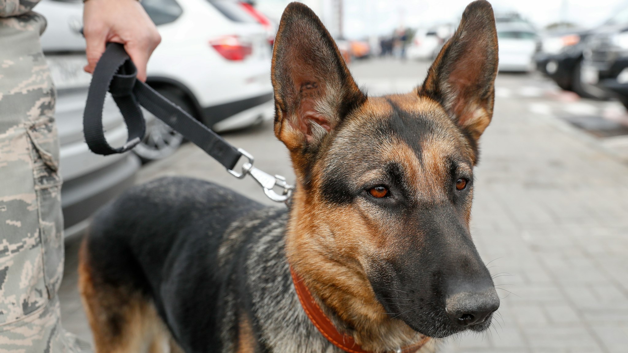 MOSCOW REGION, RUSSIA - SEPTEMBER 27, 2018: A police dog at Moscow's Domodedovo Airport. Artyom Geodakyan/TASS (Photo by Artyom Geodakyan\TASS via Getty Images)