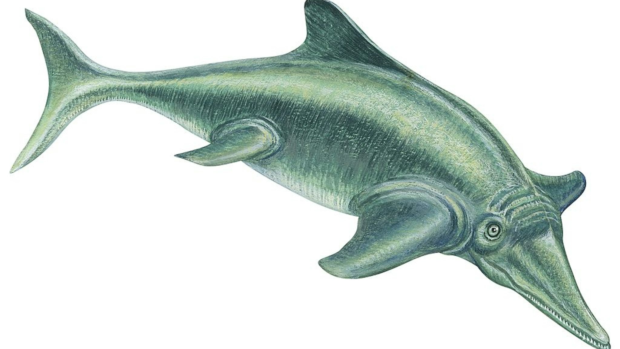 Ichthyosaur, Ichthyosaur (Ichthyosaurus).