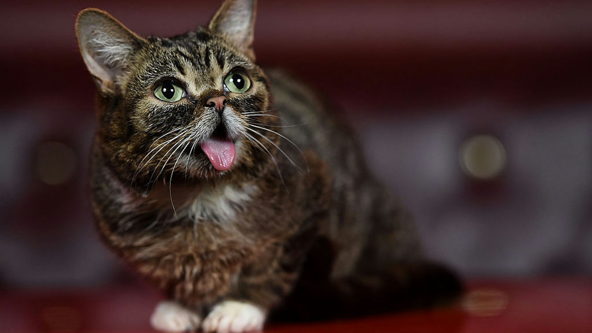 Celebrity cat Lil BUB attends the Lil BUB meet and greet at The Belasco Theater on August 8, 2014 in Los Angeles, California.
