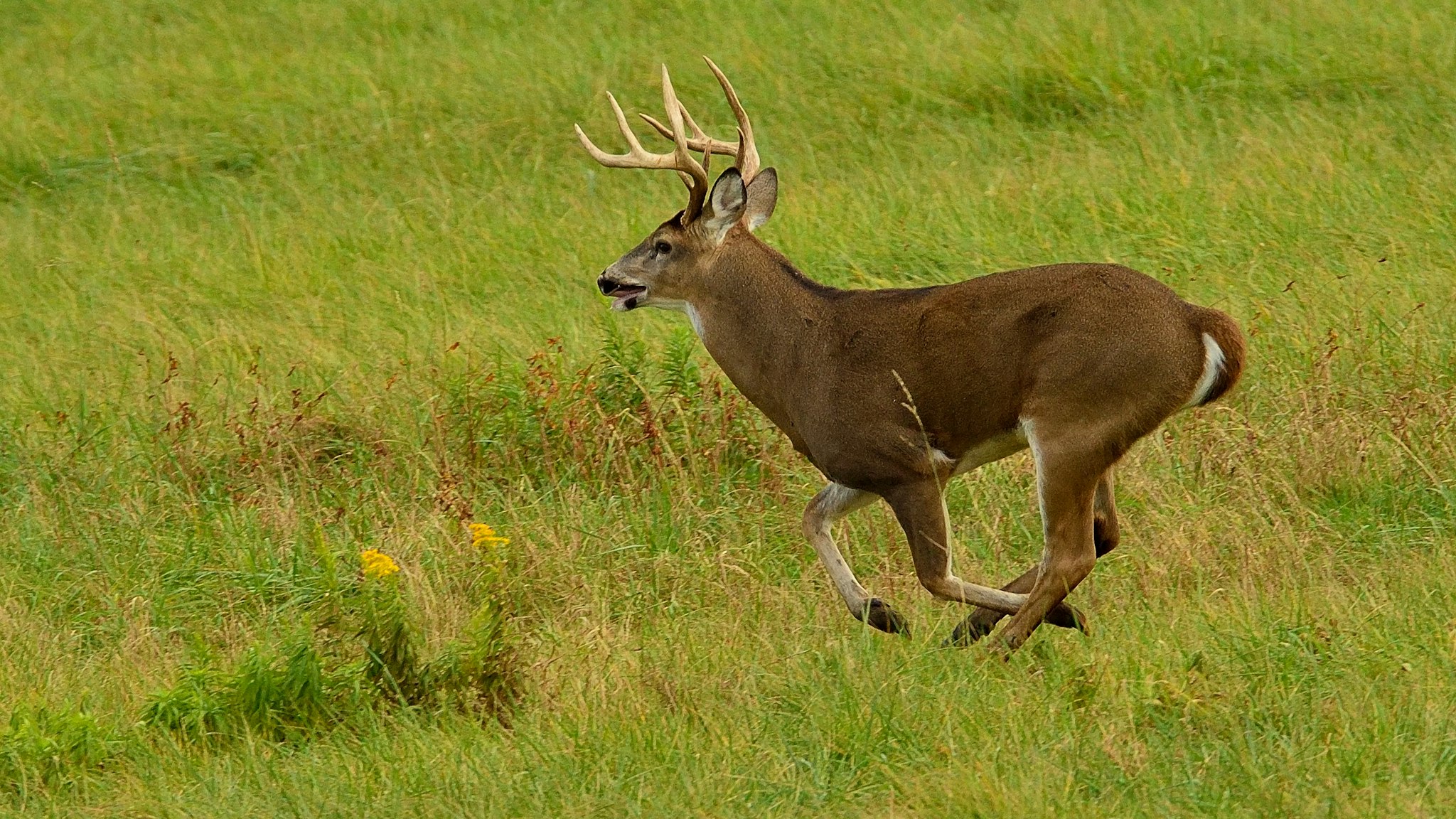 A big 8 point whitetail buck running through a grass field in South central Pennsylvania.