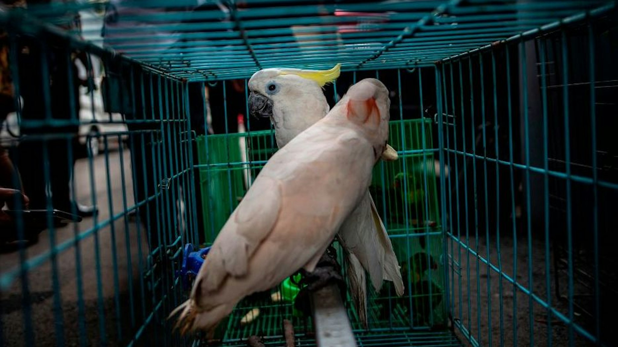 Cockatoo parrots, seized by authorities during an anti-smuggling operation, are seen in a cage during a press conference in Surabaya on March 27, 2019. - Indonesian authorities said March 27 they had seized five komodo dragons and dozens of other animals being sold on Facebook, as the country battles to clamp down on the illegal wildlife trade. (Photo by Juni Kriswanto / AFP) (Photo credit should read JUNI KRISWANTO/AFP via Getty Images)
