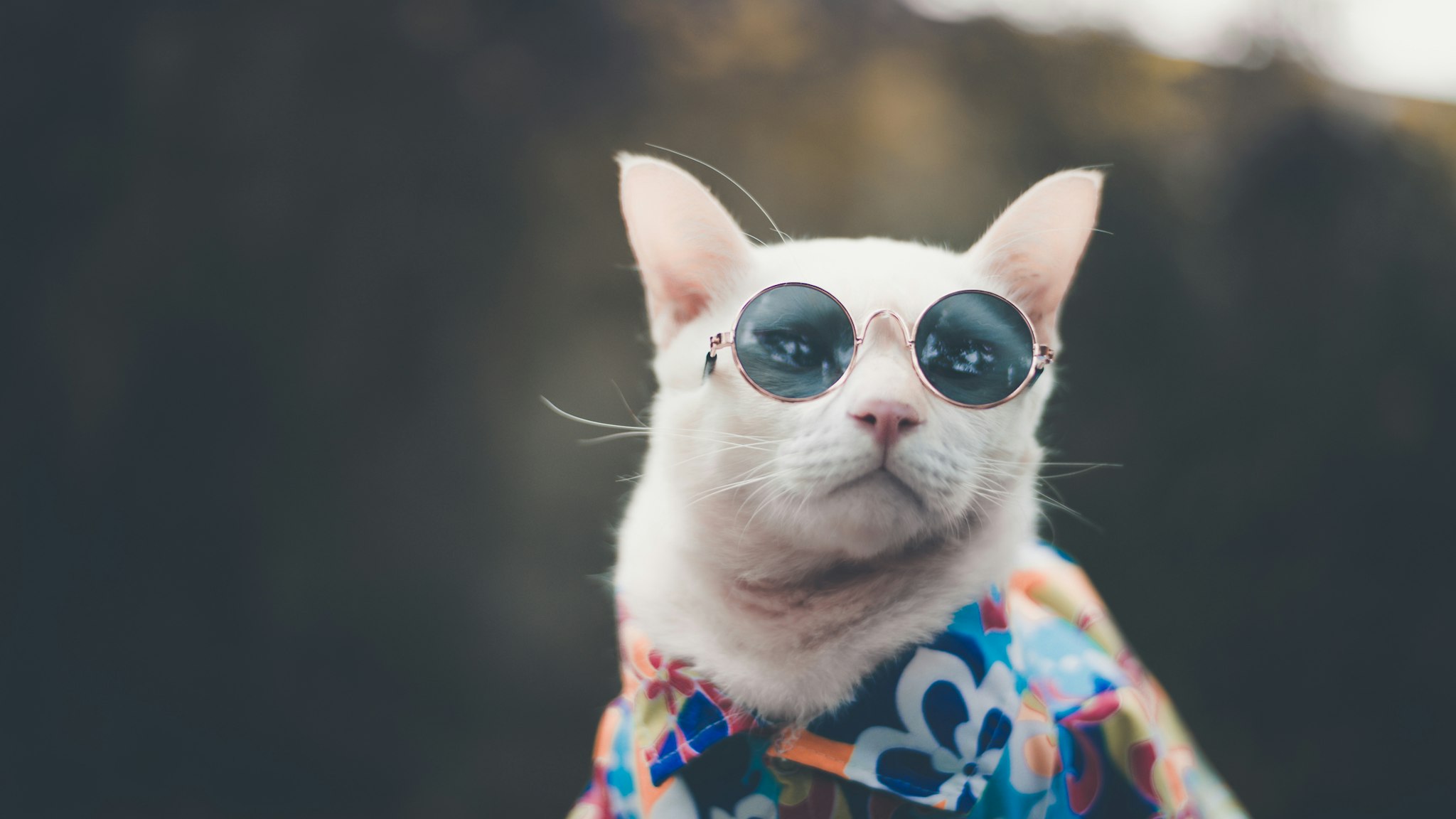 Close-Up Of Cat Wearing Sunglasses - stock photo