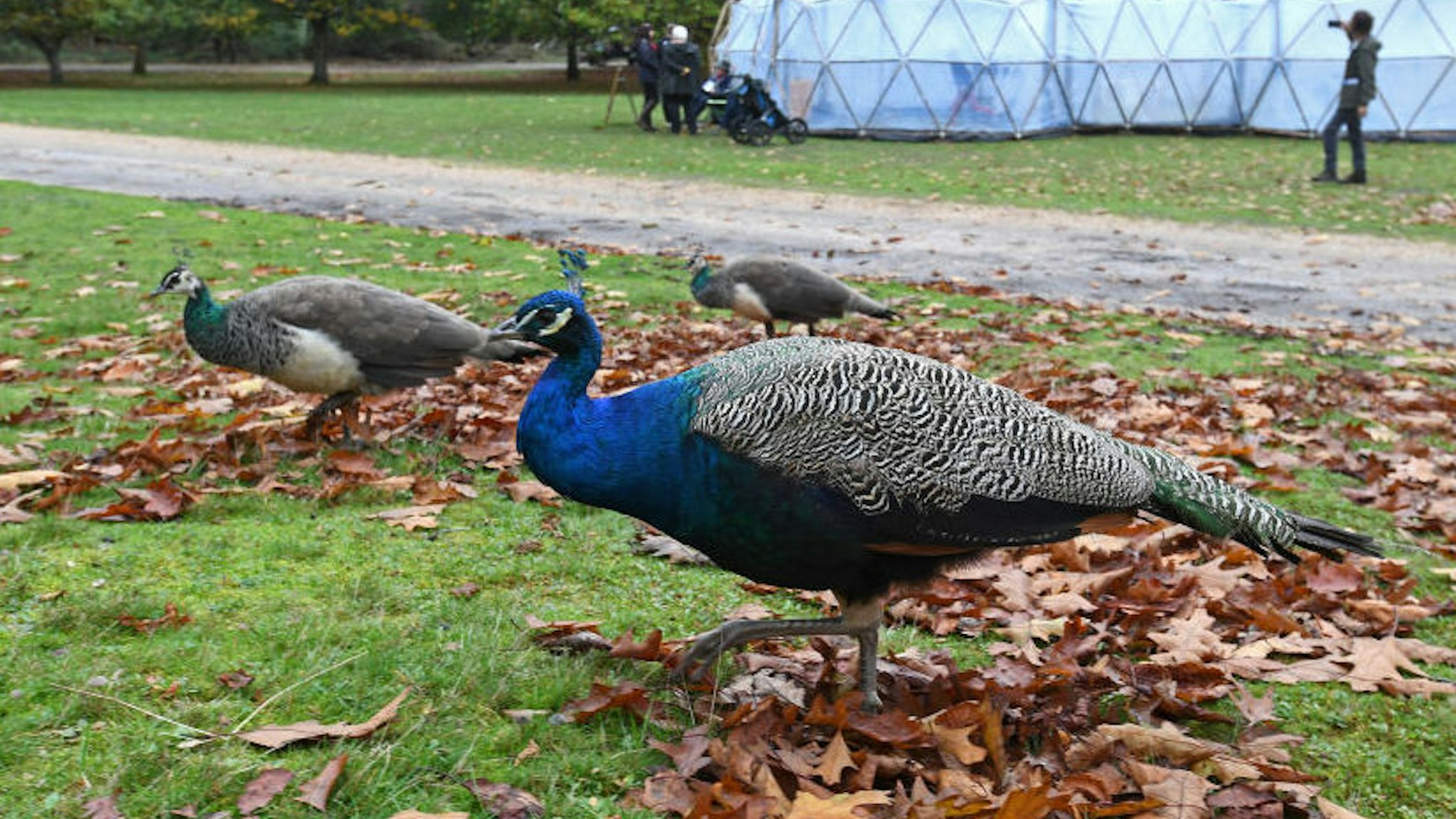 POOLE, ENGLAND - OCTOBER 25: Peacocks graze near an art installation of Pollution Pods by British artist Michael Pinsky are displayed at Brownsea Island on October 25, 2019 in Poole, England. The installation is made up of five geodesic domes, emulating different polluted environments in the cities of Tautra in Norway, London, New Delhi, Beijing and Sao Paulo in Brazil. (