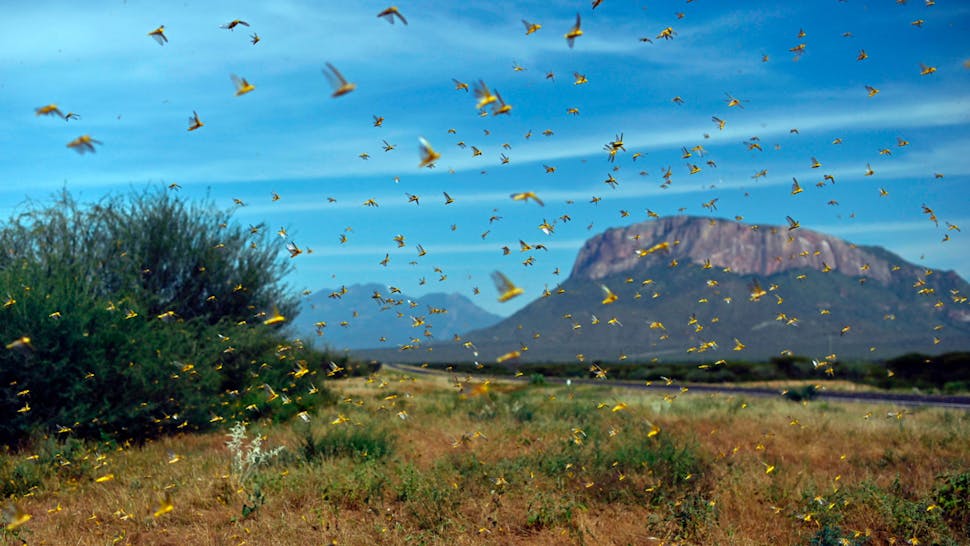 Locusts Locusts swarm from ground vegetation as people approach at Lerata village, near Archers Post in Samburu county, approximately 300 kilomters (186 miles) north of kenyan capital, Nairobi on January 22, 2020.