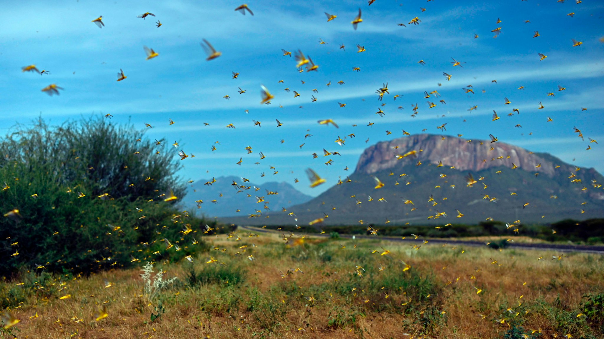 Locusts swarm from ground vegetation as people approach at Lerata village, near Archers Post in Samburu county, approximately 300 kilomters (186 miles) north of kenyan capital, Nairobi on January 22, 2020.