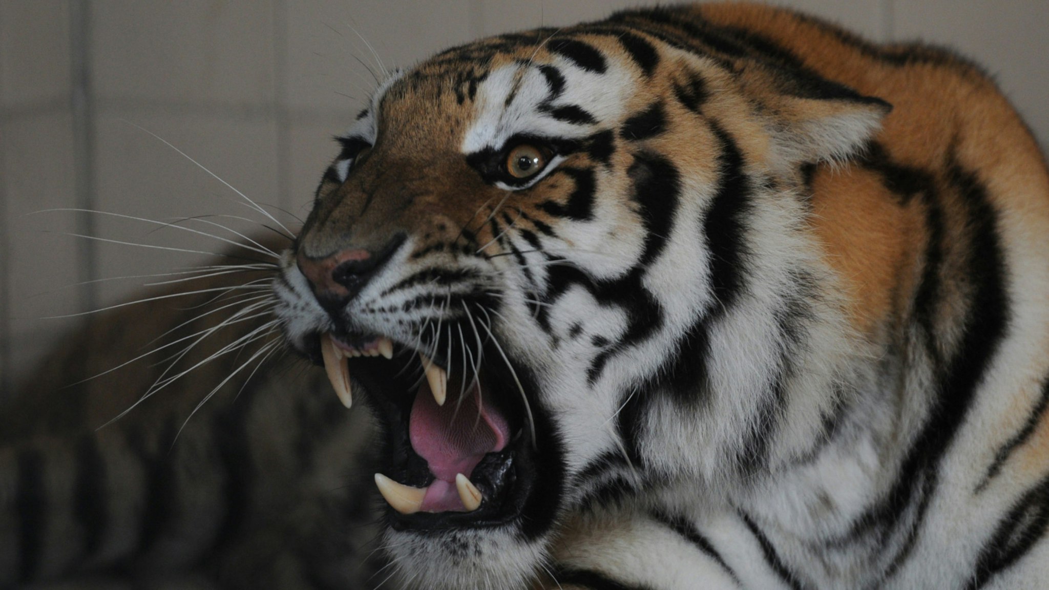 A Bengal tiger, newly arrived in Pakistan from Belgium, roars inside a cage in the municipal zoo in Karachi on July 17, 2012.