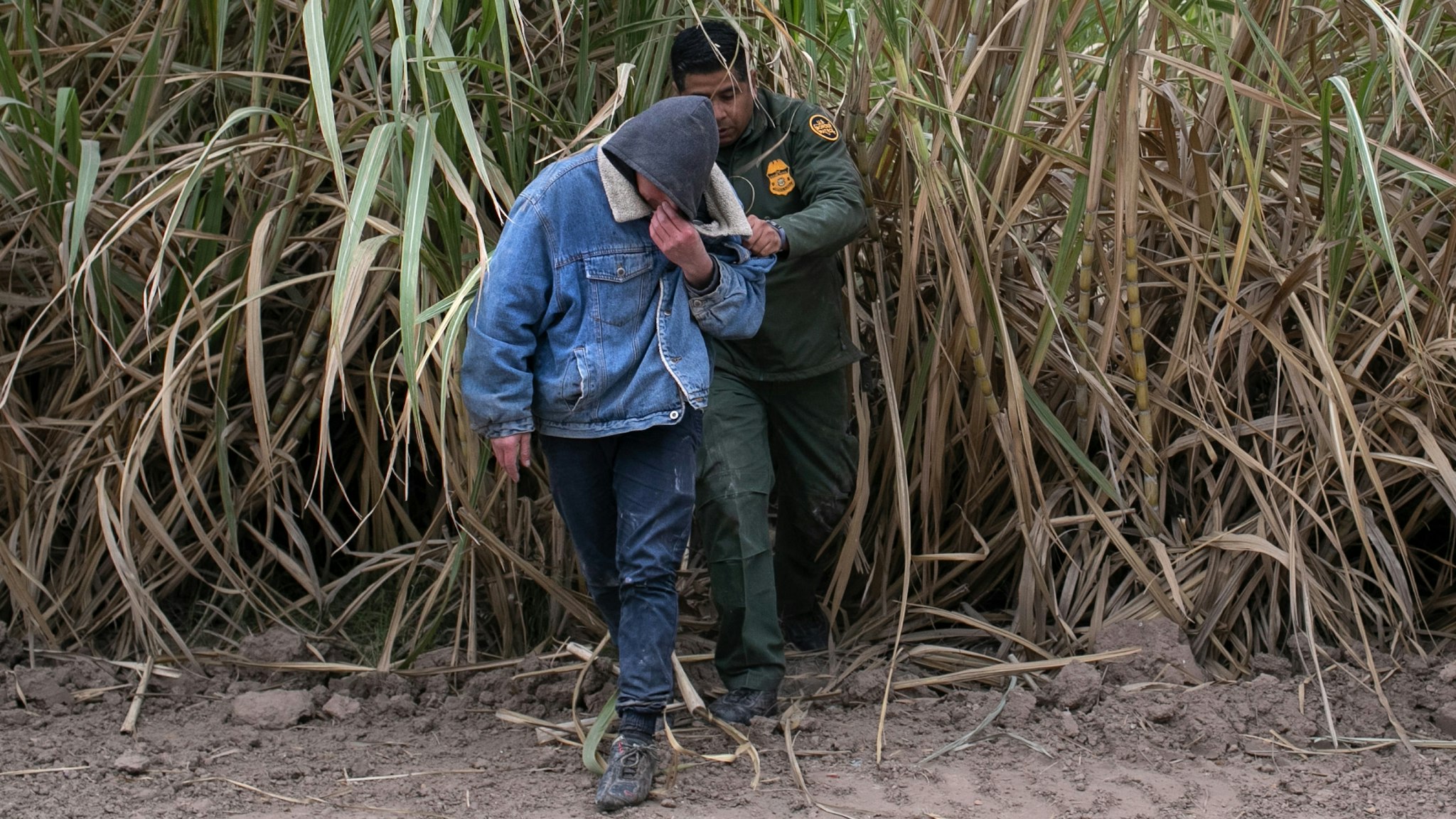 MISSION, TEXAS - DECEMBER 11: A U.S. Border Patrol agent detains undocumented immigrants caught in a sugar cane field near a section of privately-built border wall under construction on December 11, 2019 near Mission, Texas. The hardline immigration group We Build The Wall is funding construction of the wall on private land along the Rio Grande, which forms the border with Mexico. The group, led by former Trump strategist Stephen Bannon claims to have raised tens of millions of dollars in a GoFundMe drive to build sections of wall along stretches of the southwest border with Mexico.