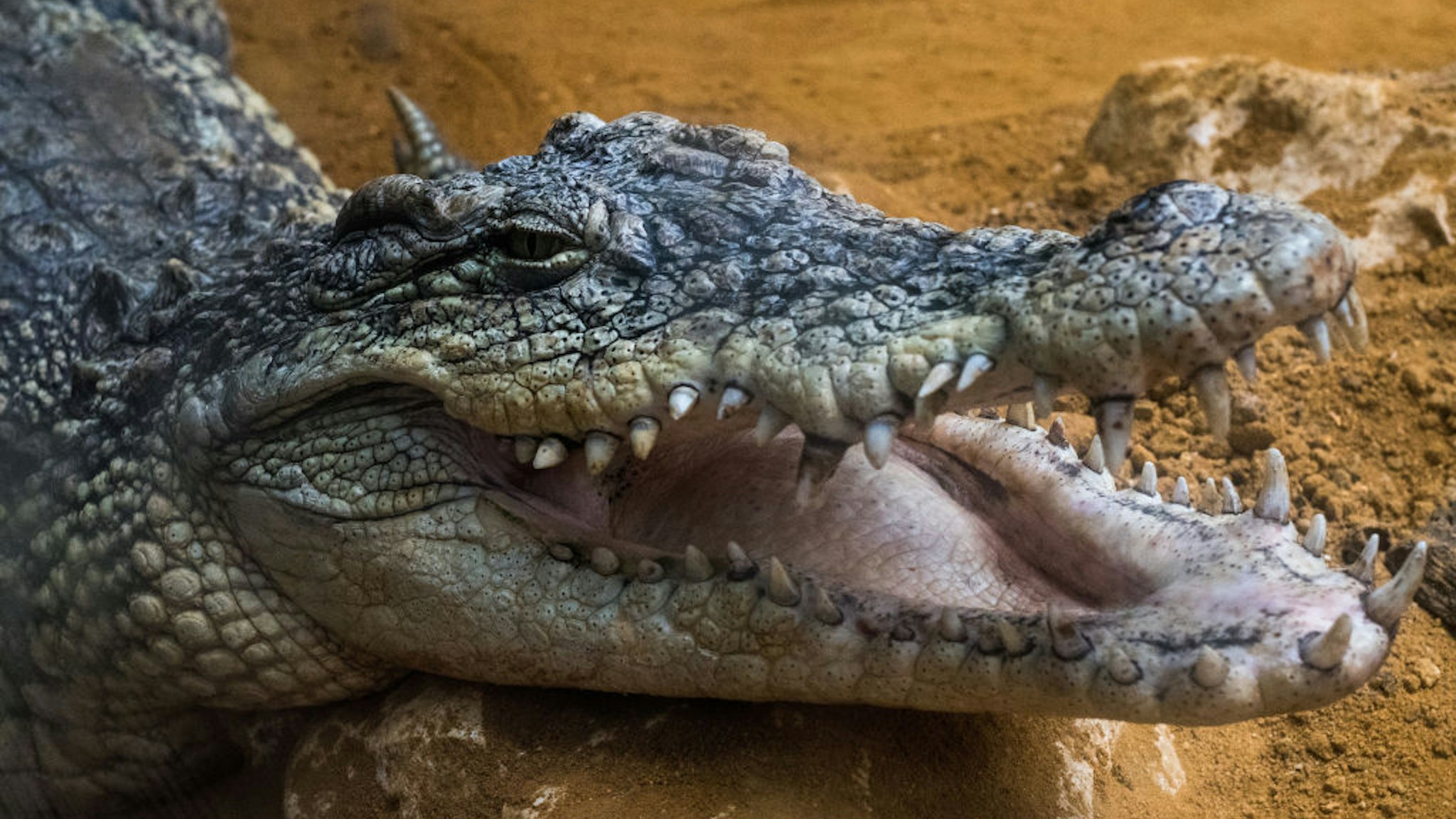 A Nile crocodile (Crocodylus niloticus) with its mouth opened pictured in its enclosure at Faunia zoo park during the first day of a heat wave.