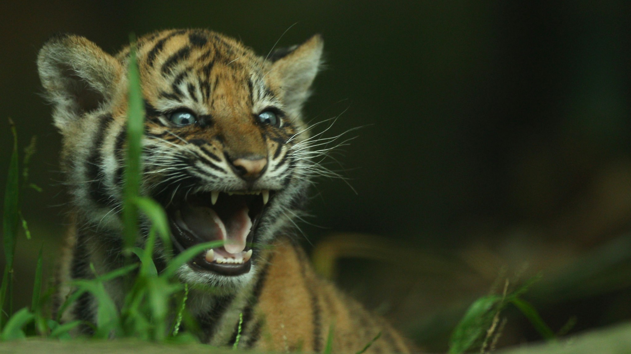 YDNEY, AUSTRALIA - OCTOBER 25: A Sumatran tiger cub is seen on display at Taronga Zoo on October 25, 2011 in Sydney, Australia. The Sumatran tiger cubs, born in August to mother Jumilah, will meet the public for the first time this week. (Photo by Mark Kolbe/Getty Images)