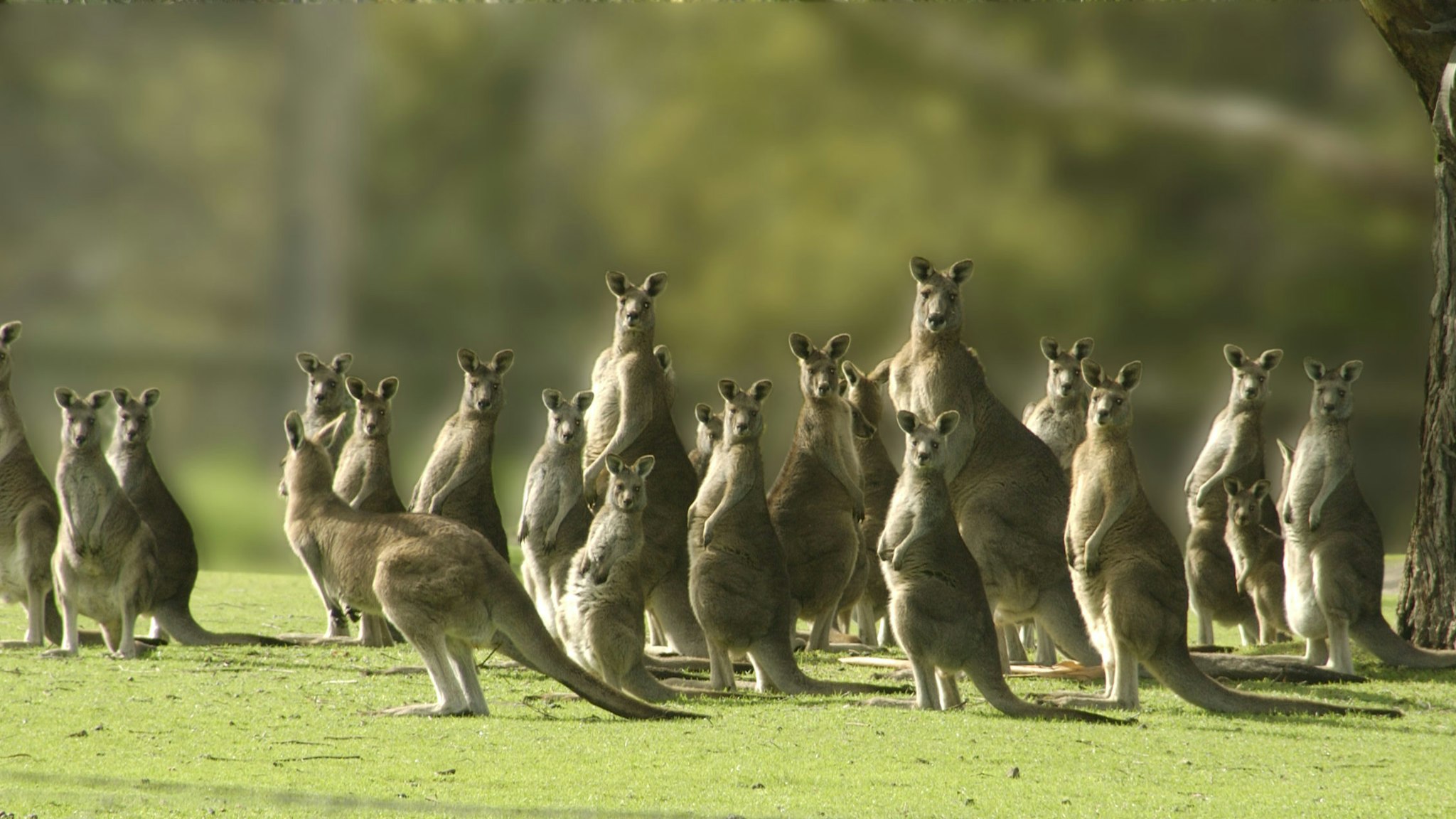 Eastern Gray Kangaroos - stock photo